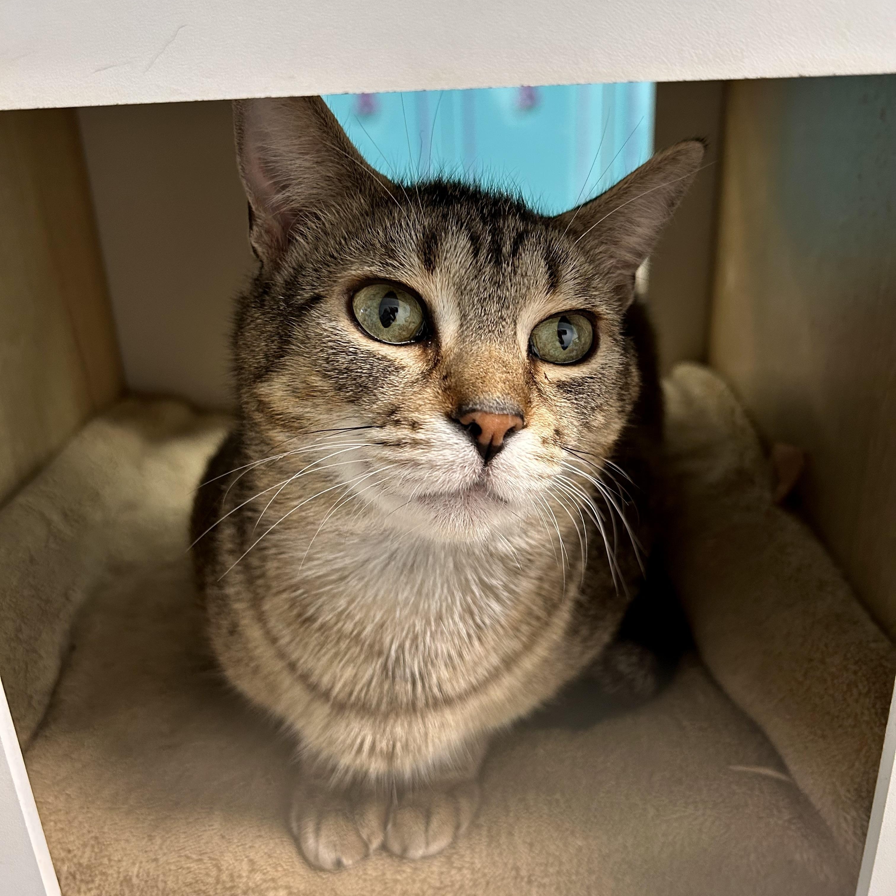 Enlarge Romano, a Adoptable Tabby in Grand Rapids, MI image 6/6