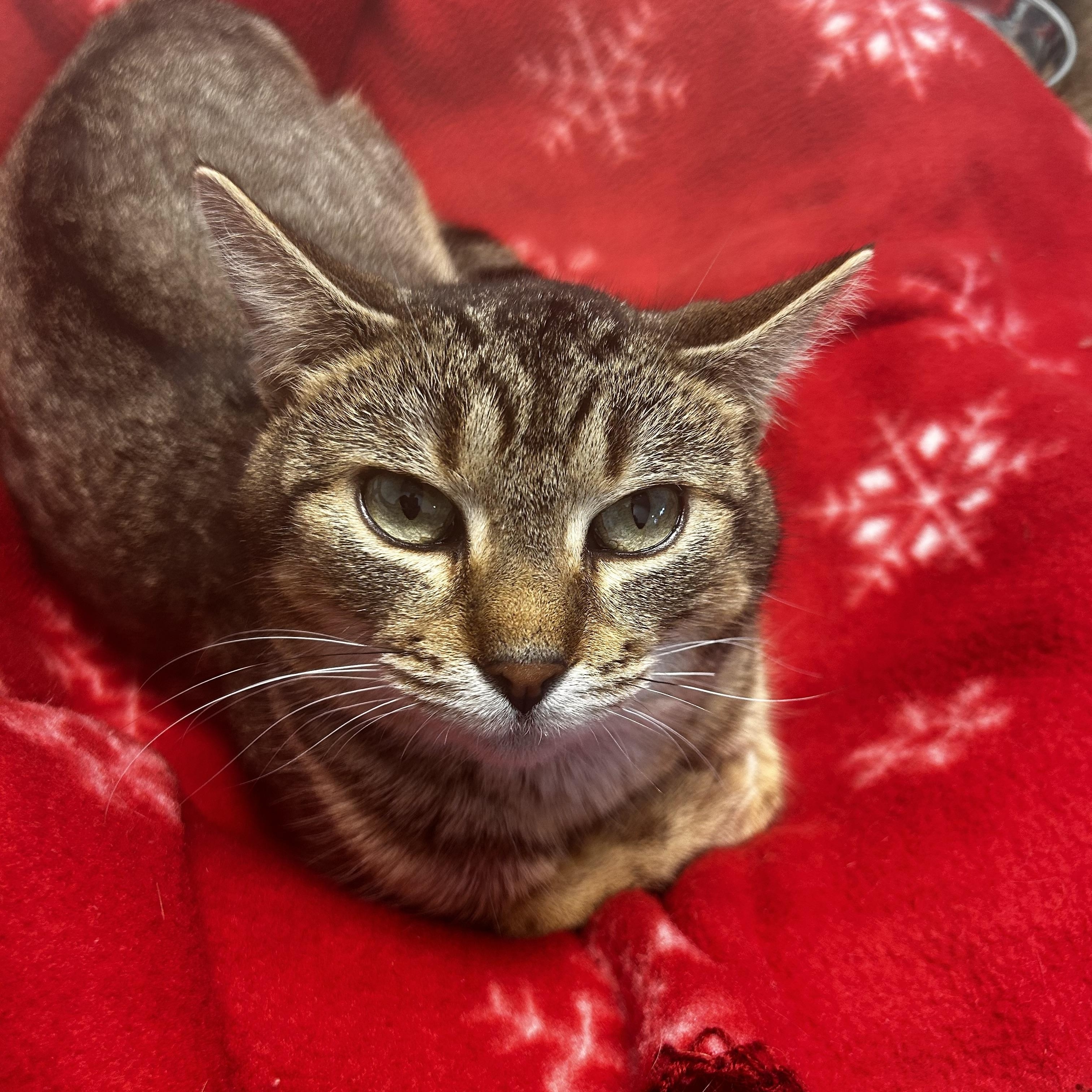 Enlarge Romano, a Adoptable Tabby in Grand Rapids, MI image 1/6