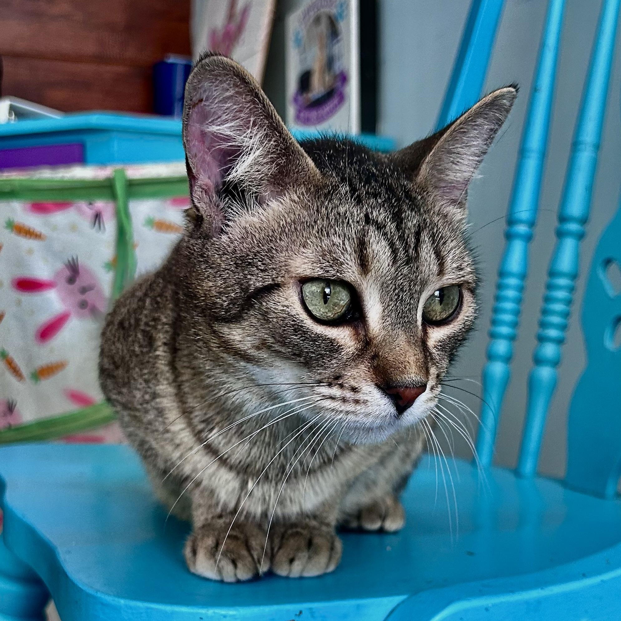 Enlarge Romano, a Adoptable Tabby in Grand Rapids, MI image 5/6