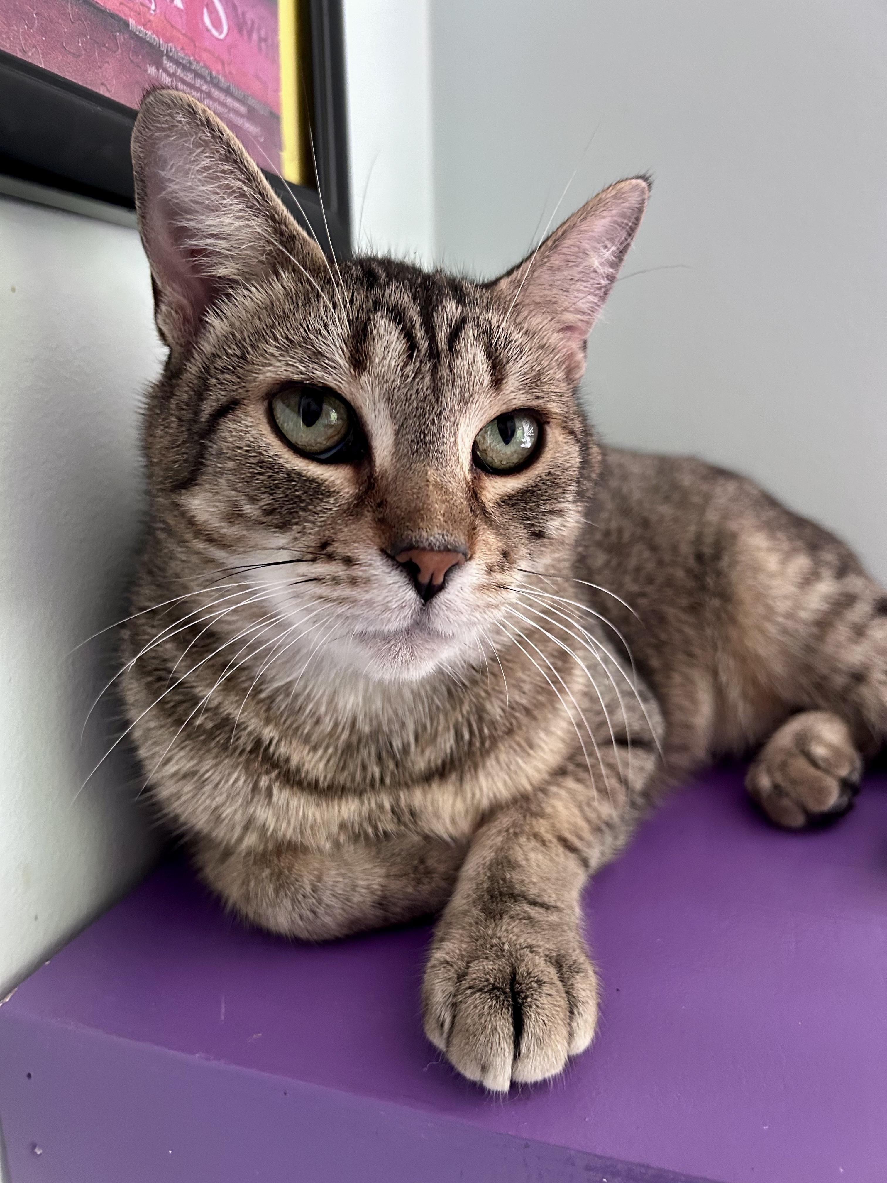 Romano, Adoptable, Young Male Tabby.