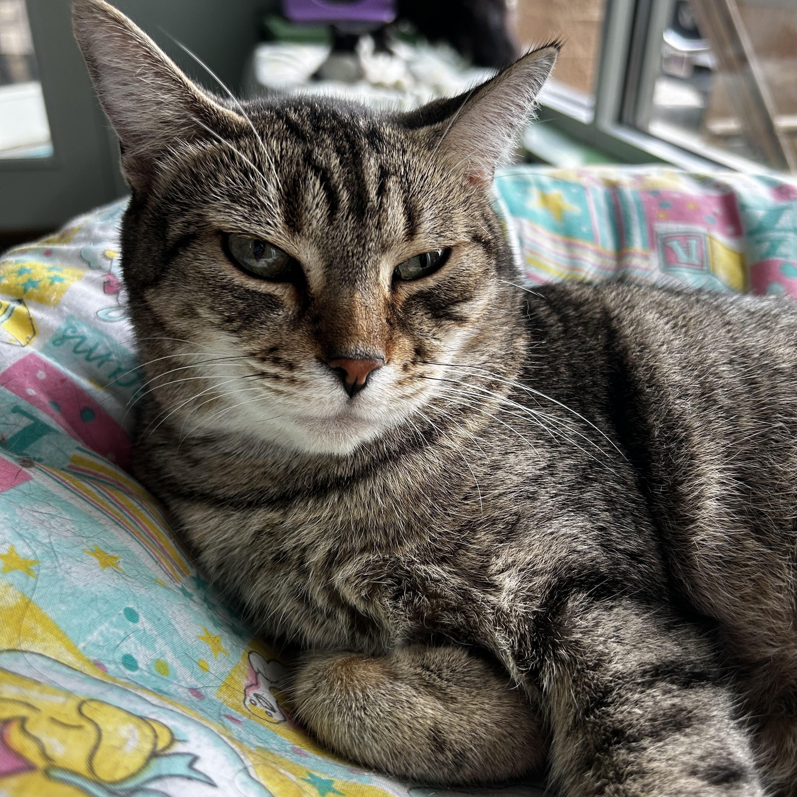 Enlarge Romano, a Adoptable Tabby in Grand Rapids, MI image 1/6