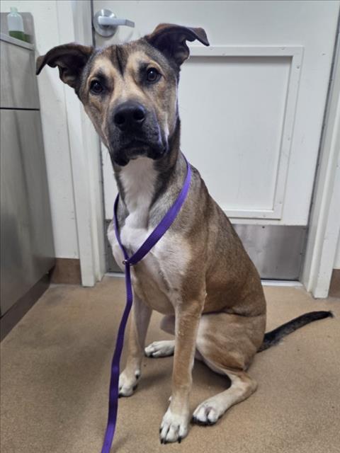 Enlarge BENEDICT, a Adoptable mixed breed in Norco, CA image 1/1