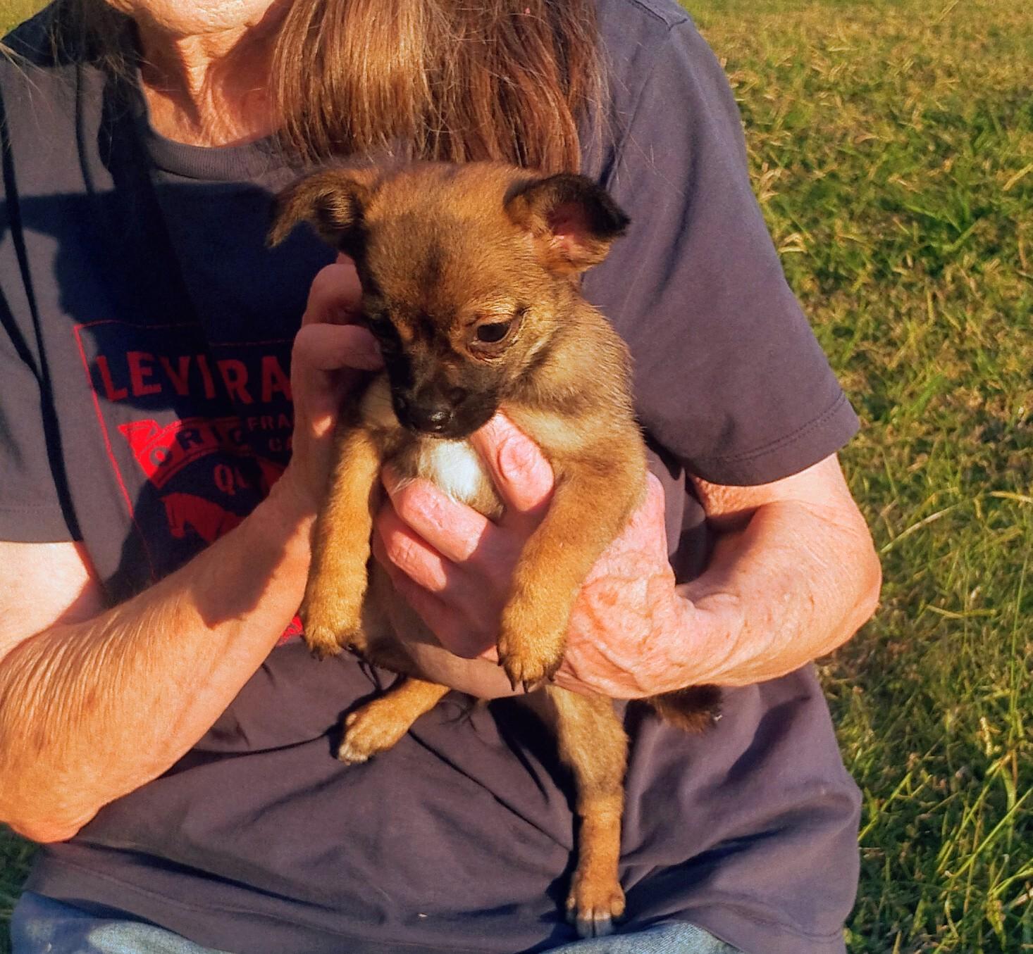 Goldrush, adoptable, Puppy Female Chihuahua & Yorkshire Terrier.