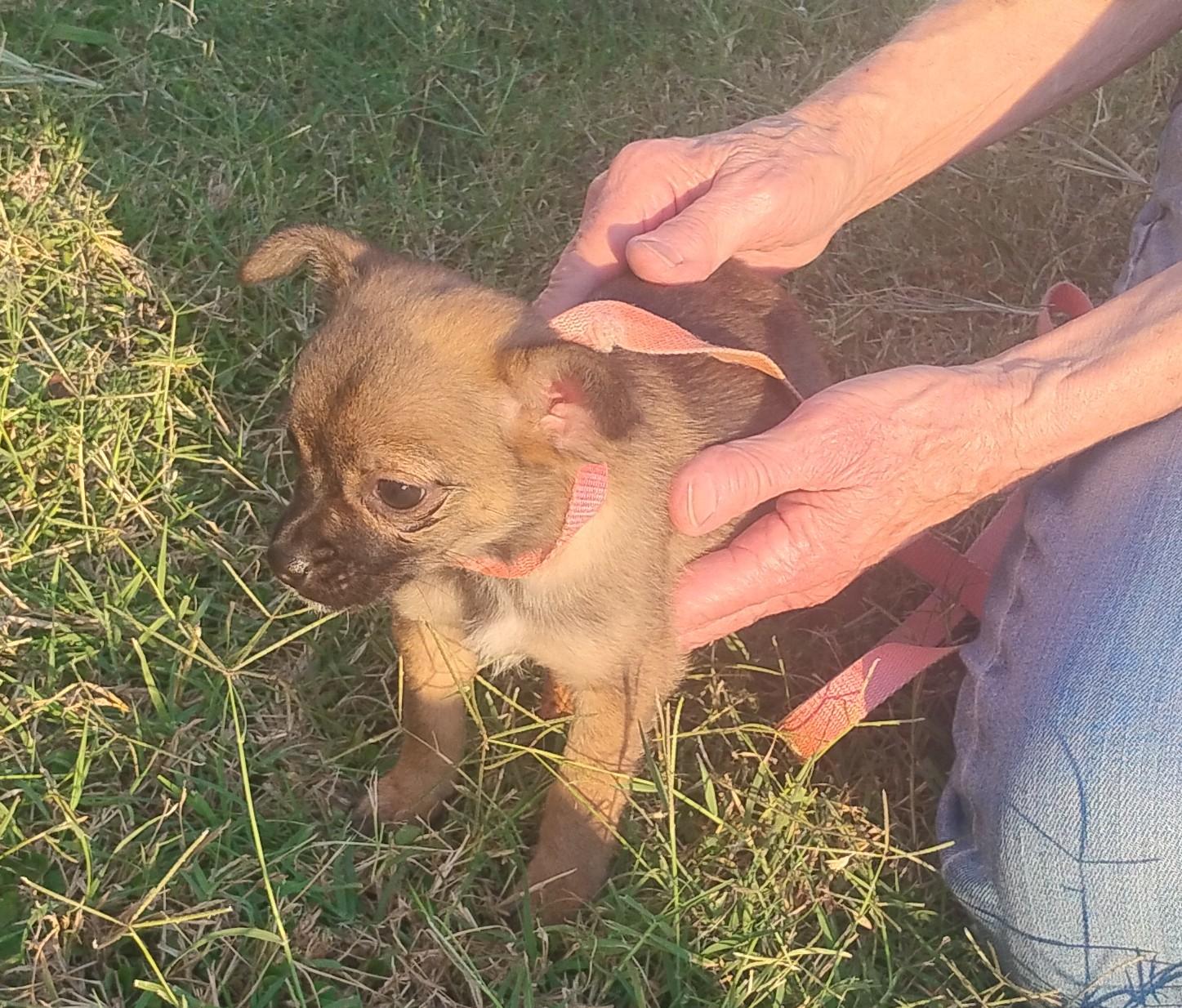 Goldrush, an adoptable mixed breed in Sulphur, OK image 2/5
