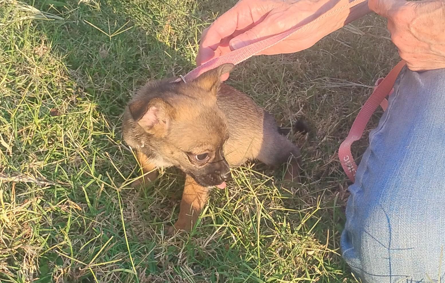 Goldrush, an adoptable mixed breed in Sulphur, OK image 3/5