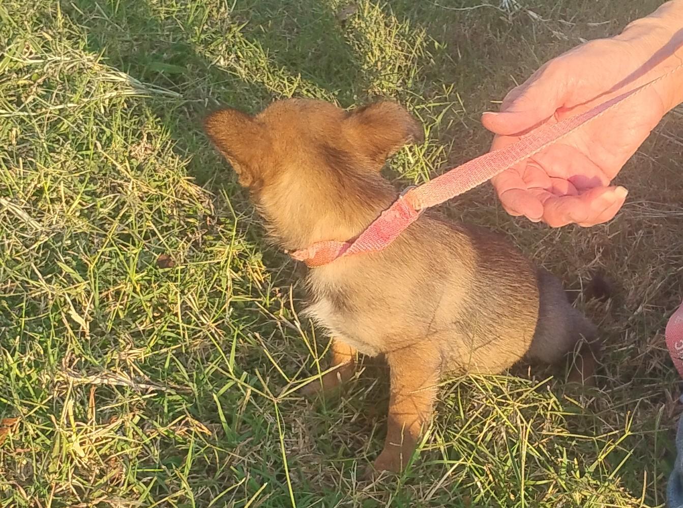 Goldrush, an adoptable mixed breed in Sulphur, OK image 4/5