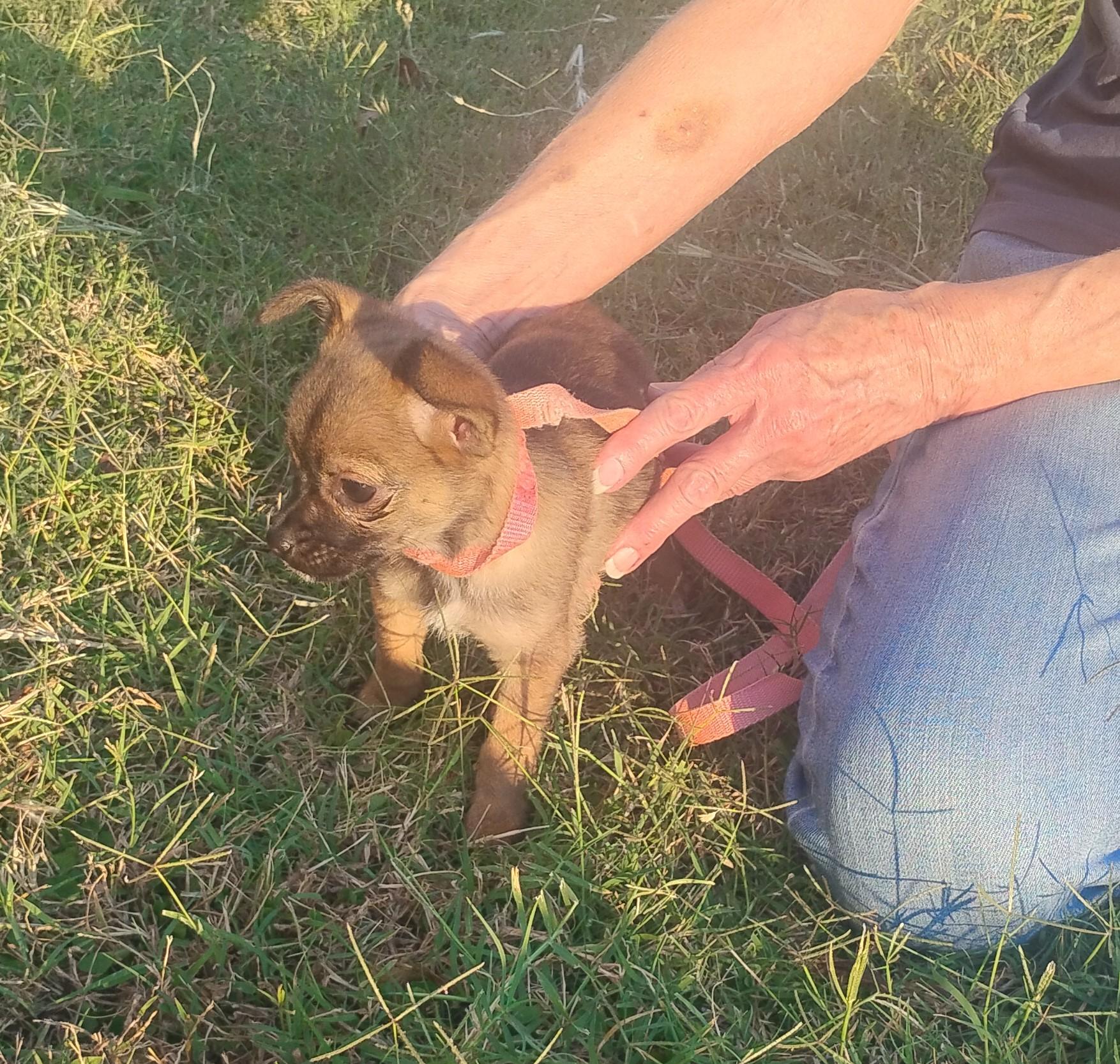 Goldrush, an adoptable mixed breed in Sulphur, OK image 5/5