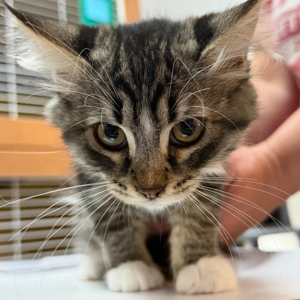 Ivy, Adoptable, Kitten Female Domestic Short Hair.
