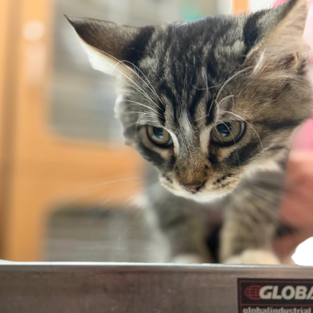 Ivy, a Adoptable Domestic Short Hair in Idaho Falls, ID image 2/5