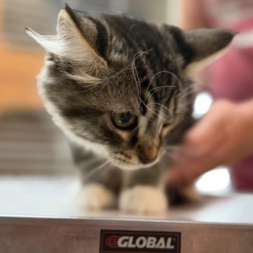 Ivy, a Adoptable Domestic Short Hair in Idaho Falls, ID image 3/5