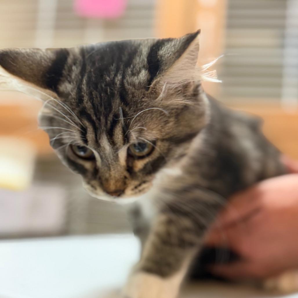 Ivy, a Adoptable Domestic Short Hair in Idaho Falls, ID image 4/5