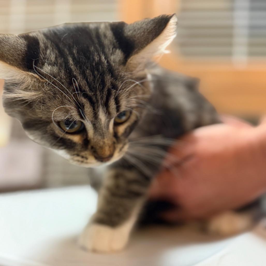 Ivy, a Adoptable Domestic Short Hair in Idaho Falls, ID image 5/5