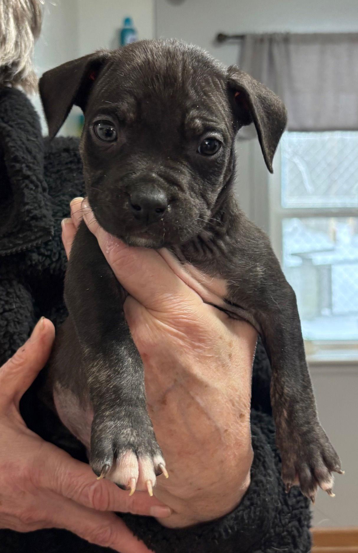 Enlarge Warren, a Adoptable Pit Bull Terrier in Oxford, MI image 1/1