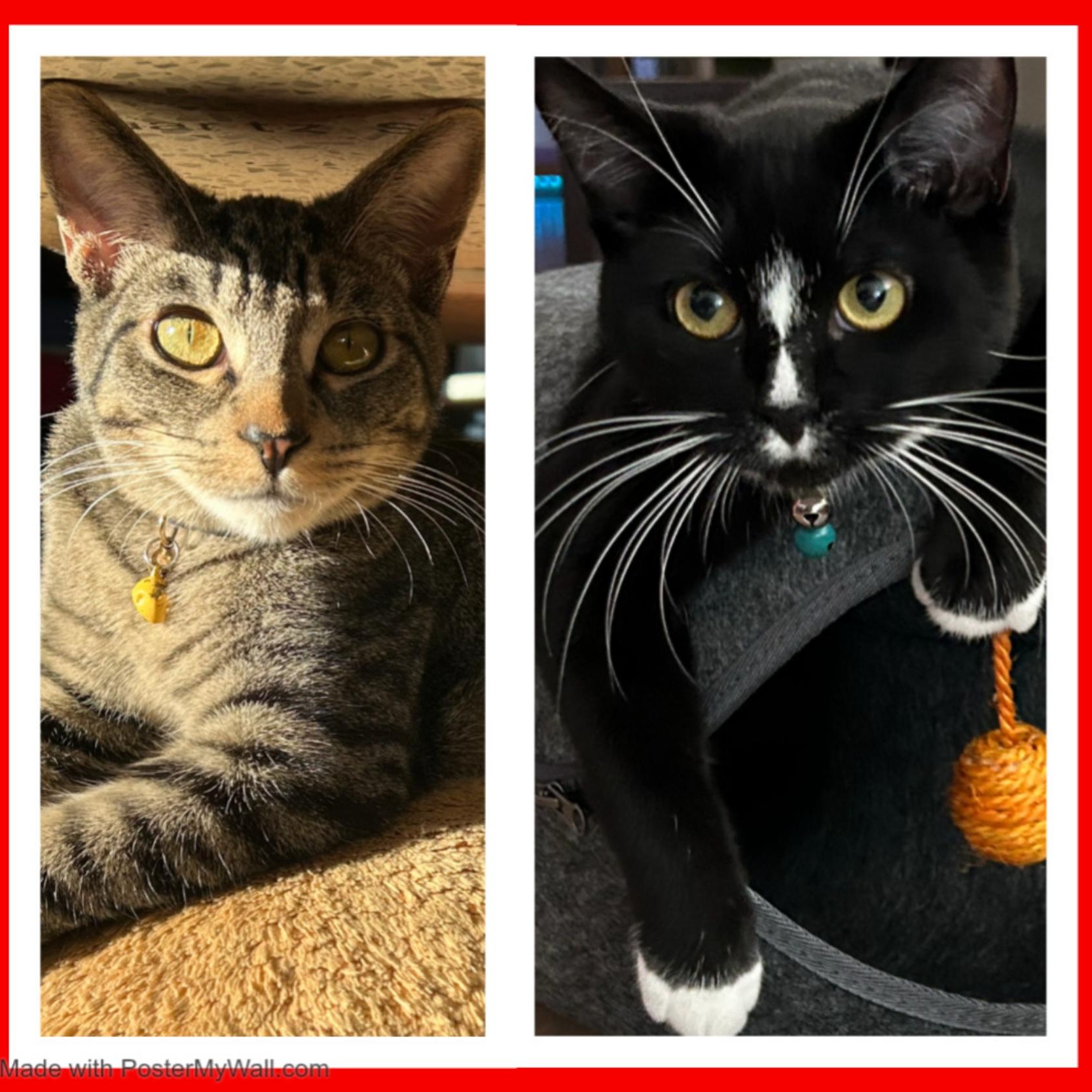 Enlarge Lakota & Maverick (Bonded Boys), a Adoptable mixed breed in Beaverton, OR image 2/6