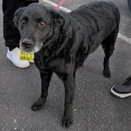 Mila, ADOPTABLE, Senior Female Black Labrador Retriever.