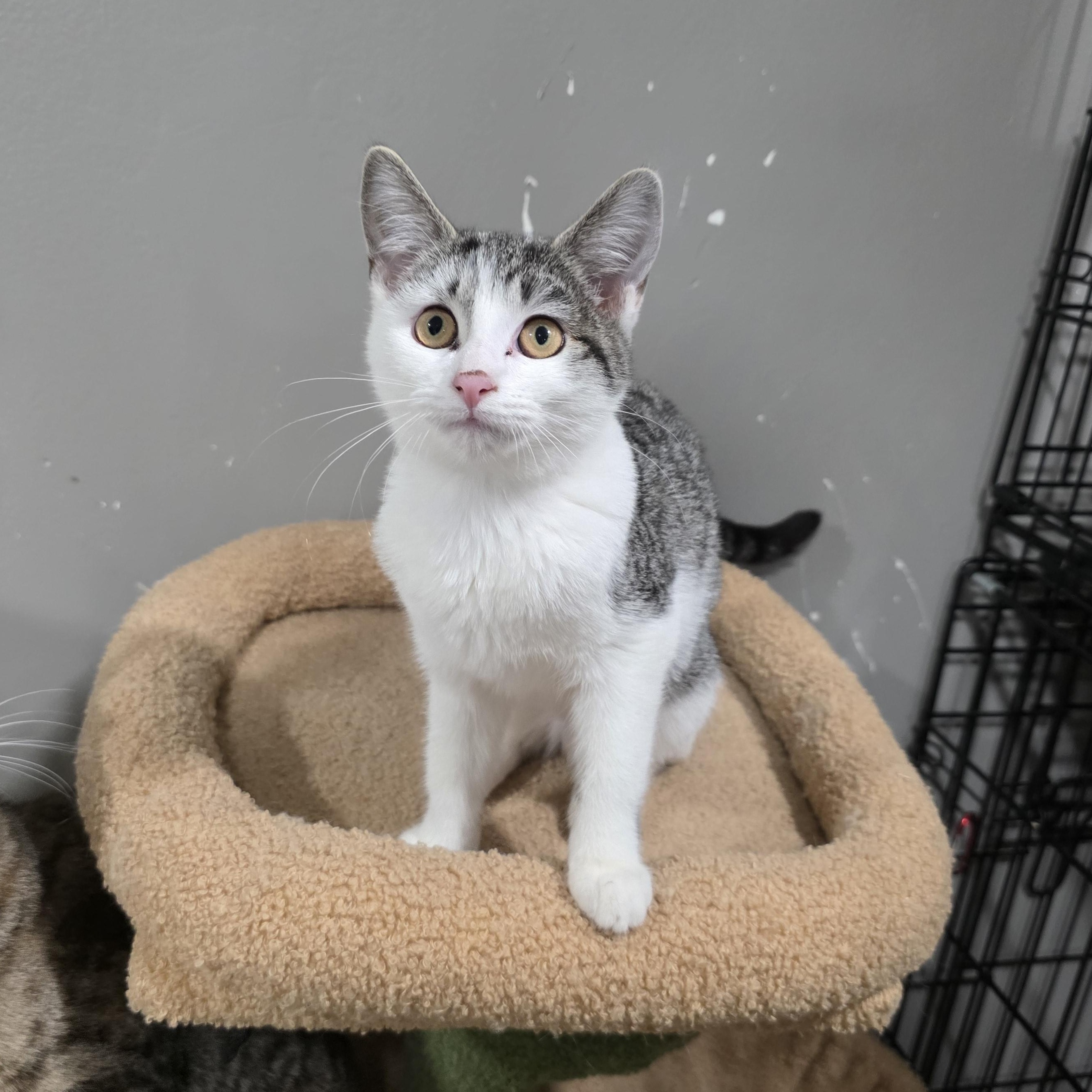 Enlarge Latte, a Adoptable mixed breed in Mastic beach, NY image 2/6