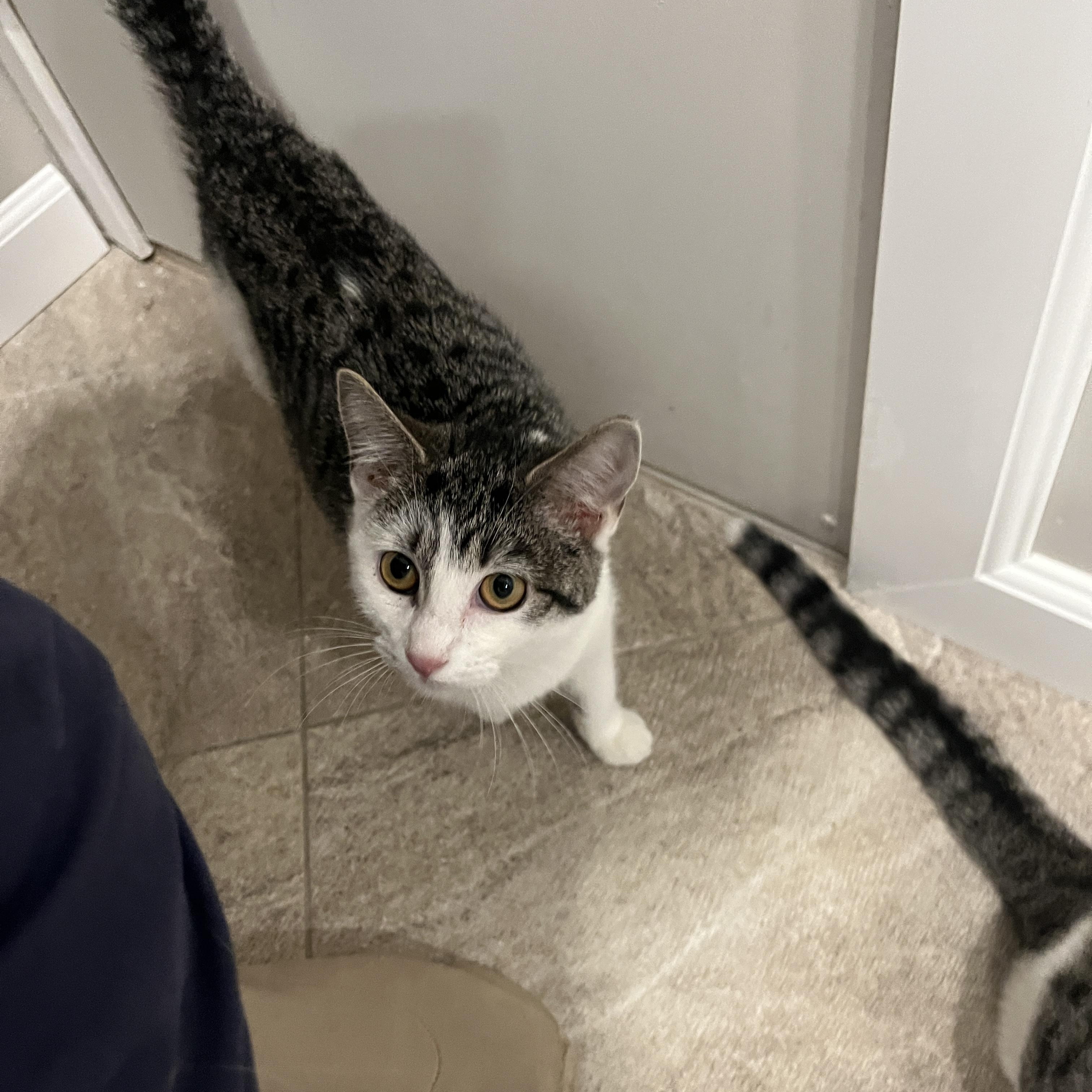 Enlarge Latte, a Adoptable mixed breed in Mastic beach, NY image 6/6