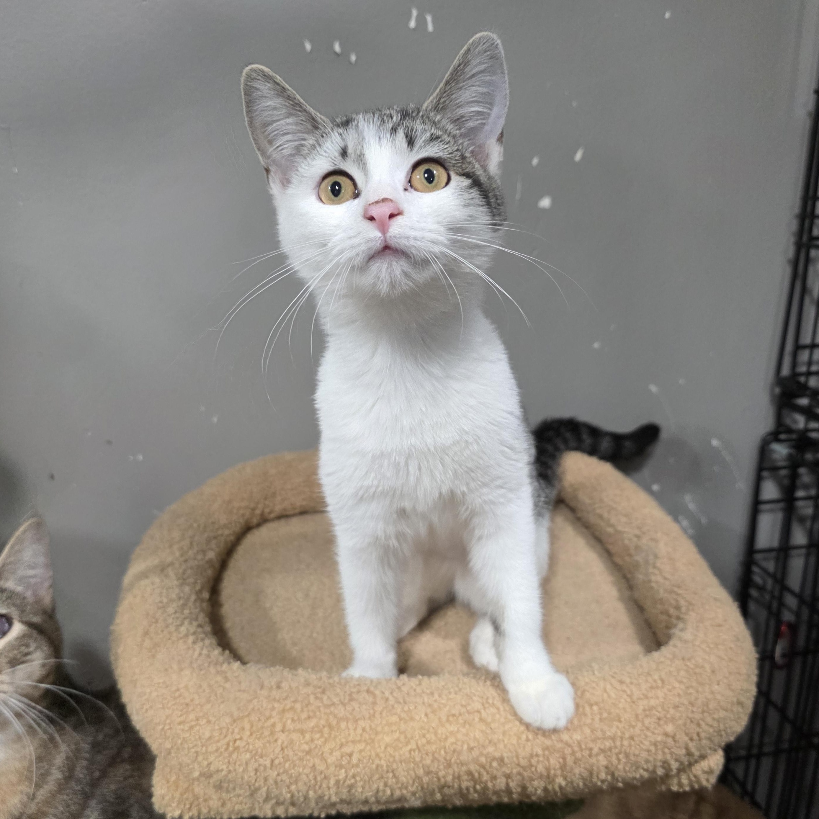 Enlarge Latte, a Adoptable mixed breed in Mastic beach, NY image 3/6