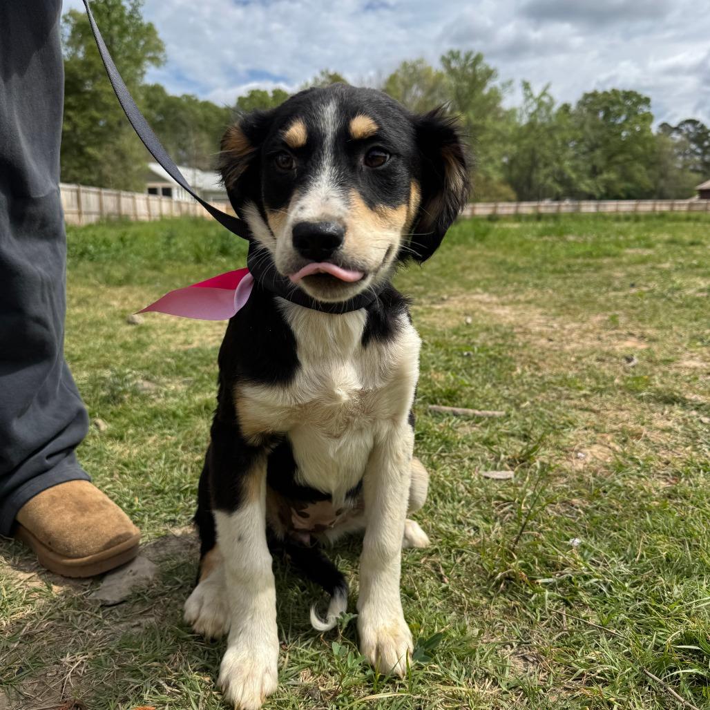 Enlarge Clip Clop, a Adoptable mixed breed in North Charleston, SC image 1/3
