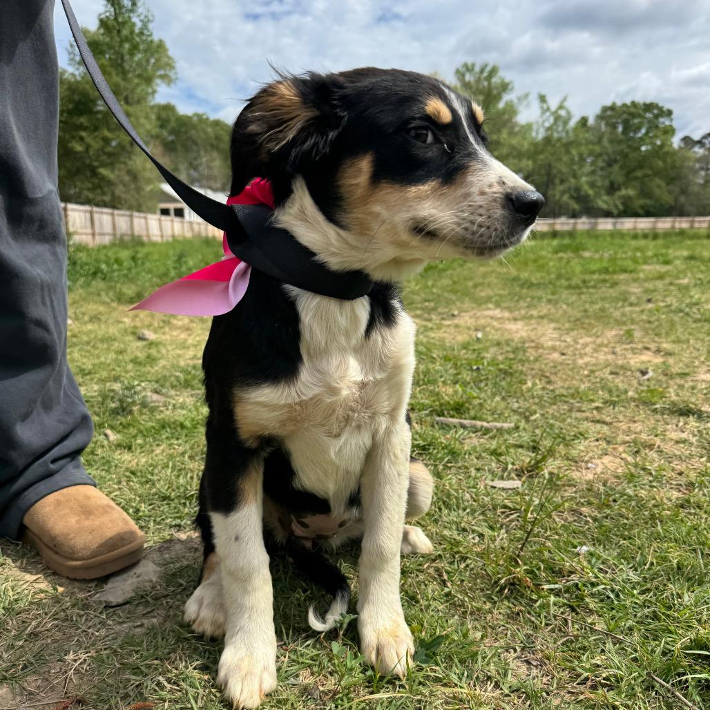 Enlarge Clip Clop, a Adoptable mixed breed in North Charleston, SC image 2/3