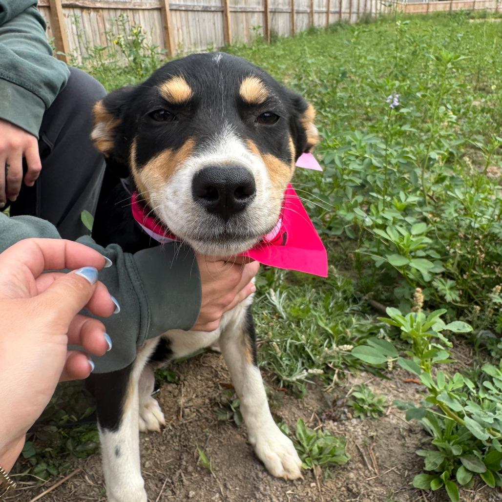 Enlarge Clip Clop, a Adoptable mixed breed in North Charleston, SC image 3/3