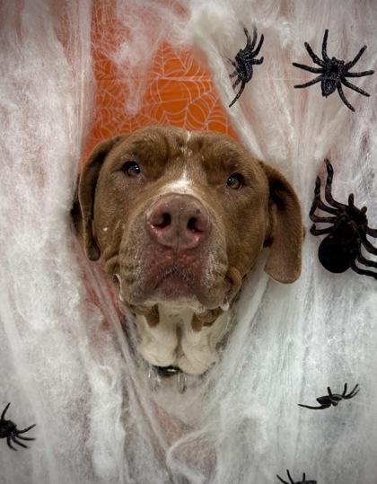Tobias , Adoptable, Adult Male Mixed Breed.