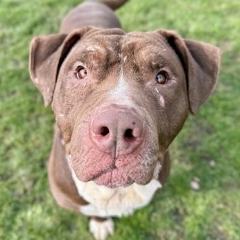 Tobias , ADOPTABLE, Adult Male Mixed Breed.