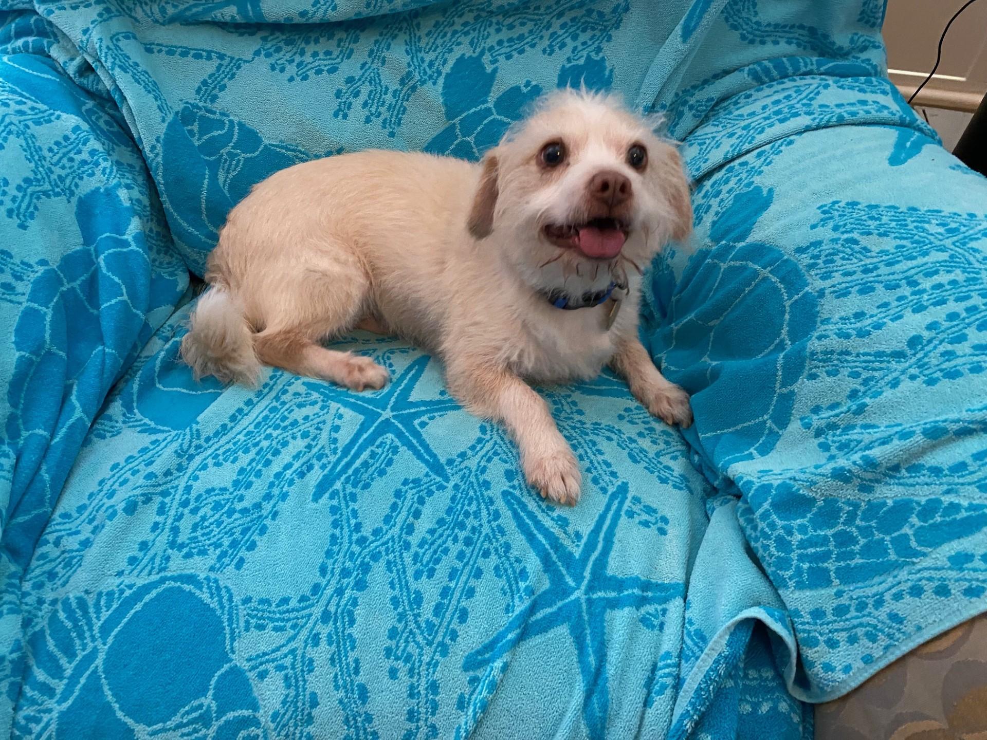 Enlarge Casper, a Adoptable mixed breed in Erie, PA image 5/6