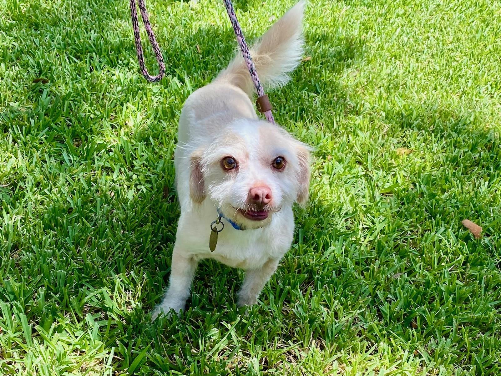 Casper, Adoptable, Young Male Miniature Poodle & Norfolk Terrier.
