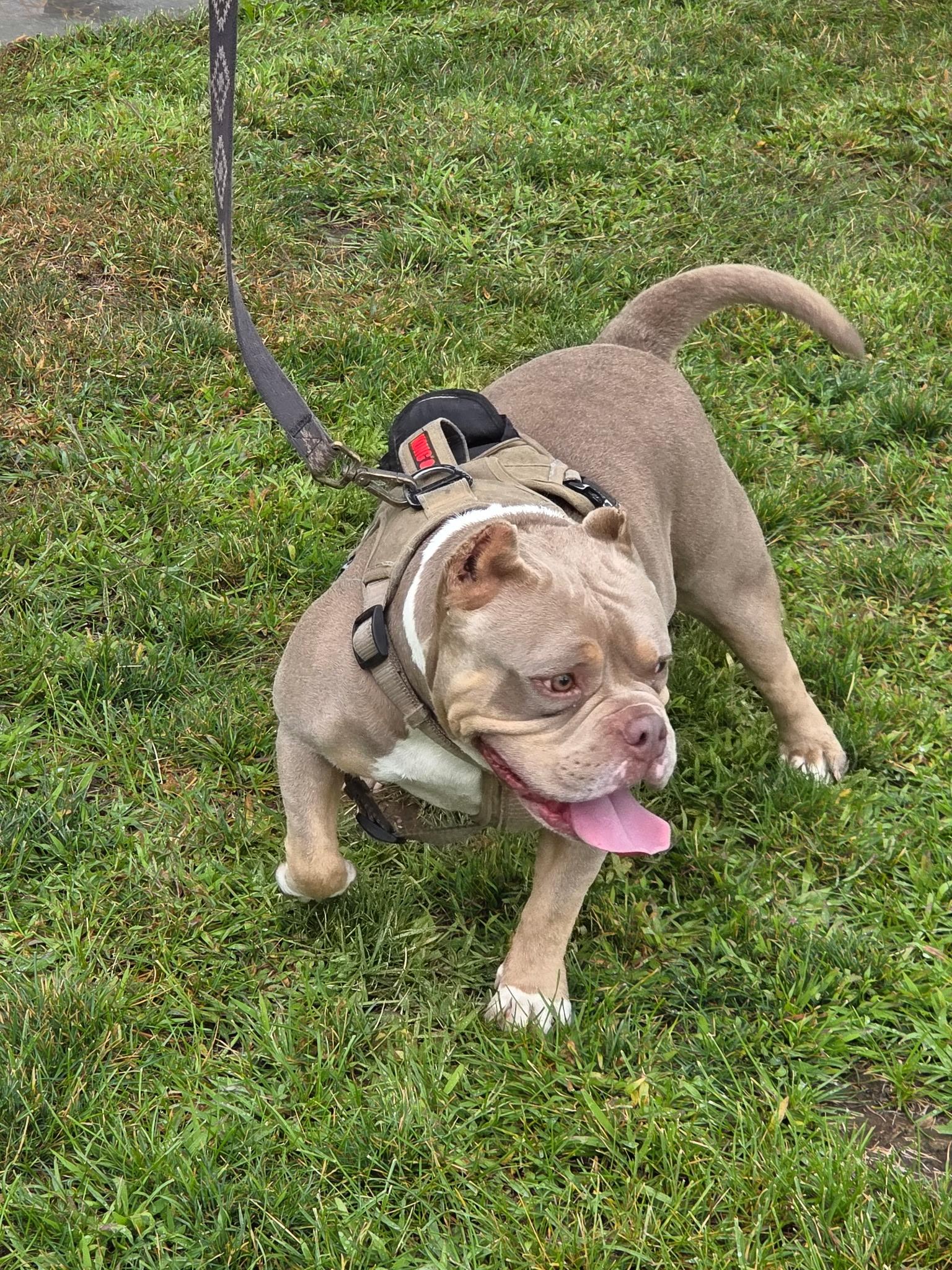 Enlarge Azula, a Adoptable mixed breed in Selah, WA image 4/5