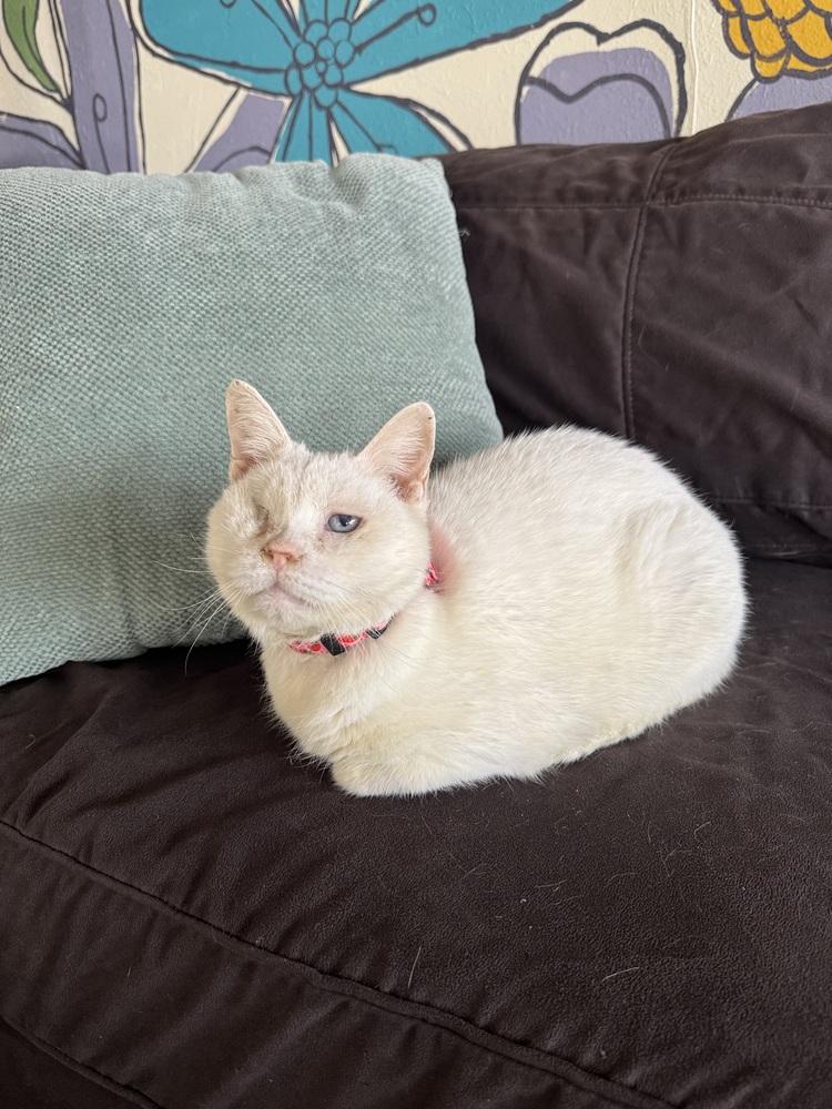 Lumira, Adoptable, Senior Female Domestic Short Hair.