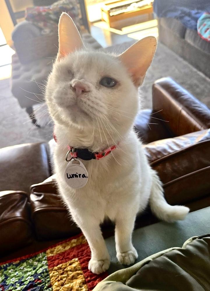 Lumira, a Adoptable mixed breed in tucson, AZ image 2/5