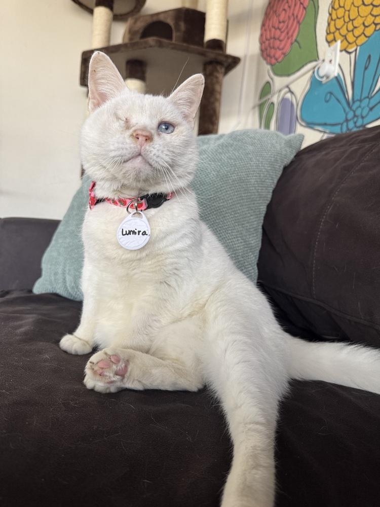 Lumira, a Adoptable mixed breed in tucson, AZ image 5/5