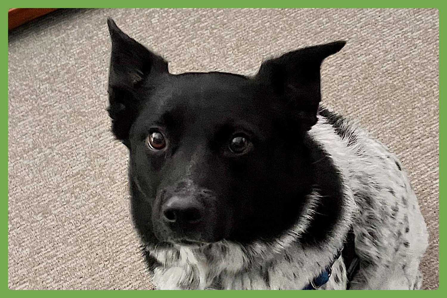 Buddy photo 1