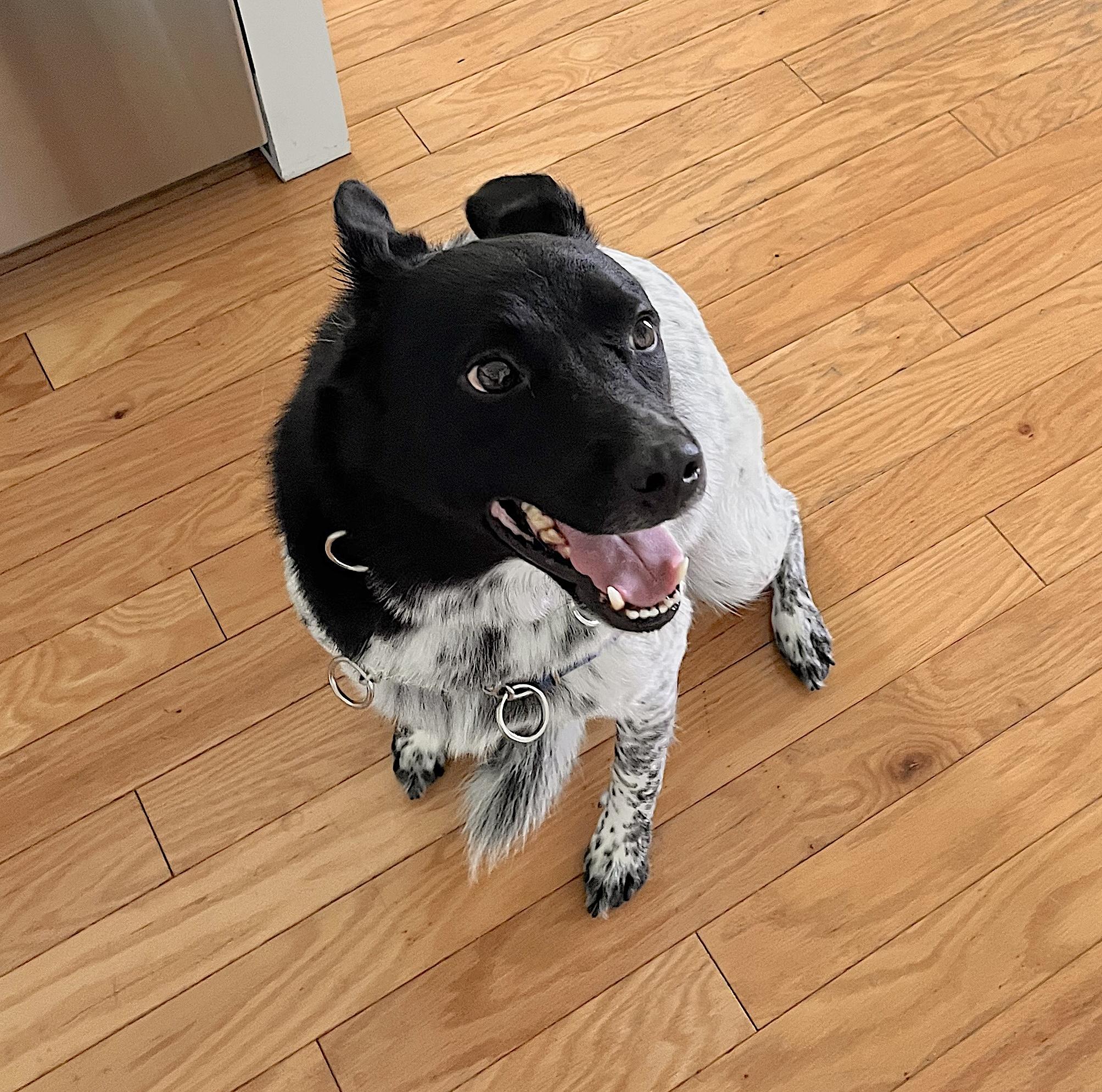 Buddy photo 2
