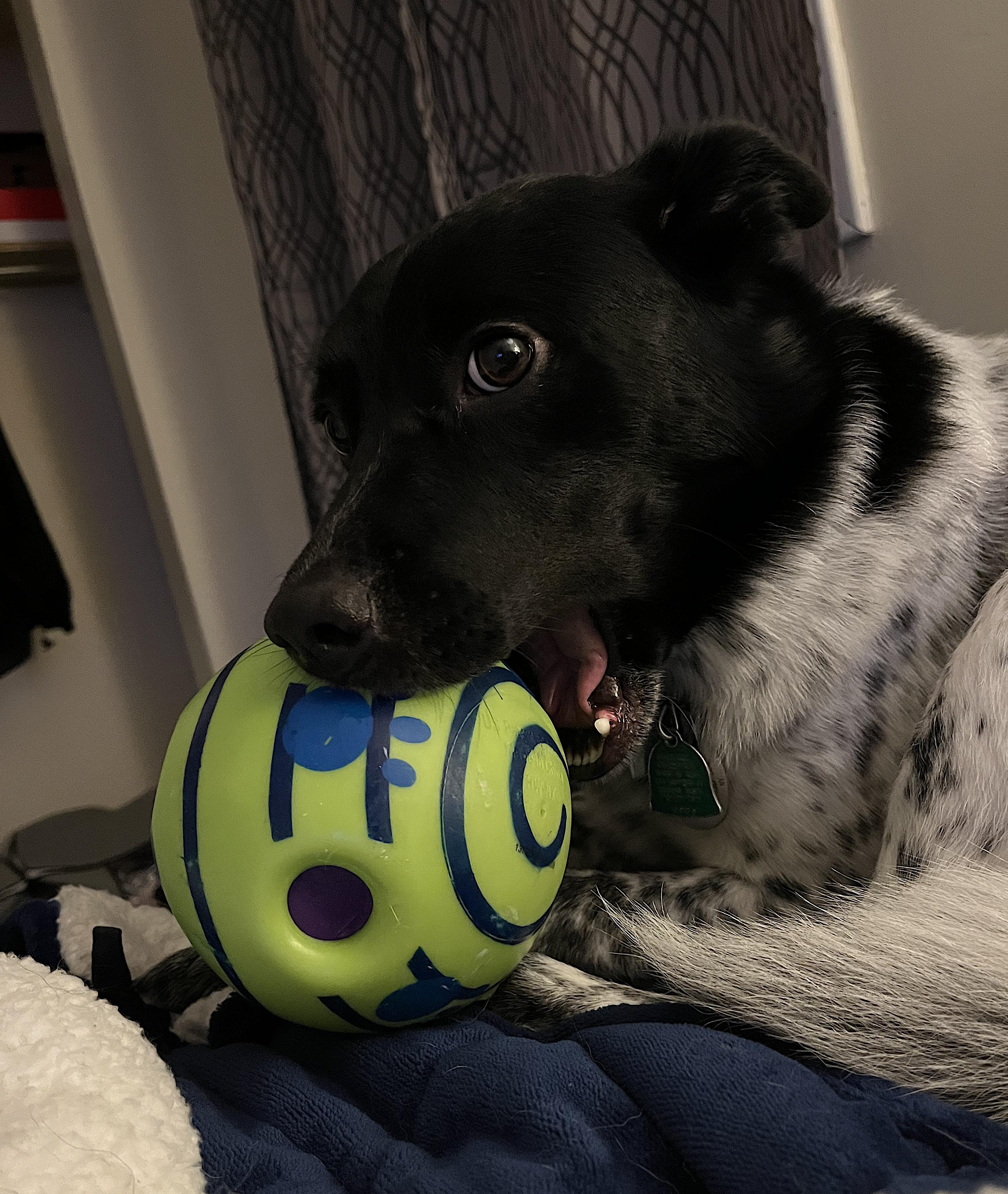 Buddy photo 4