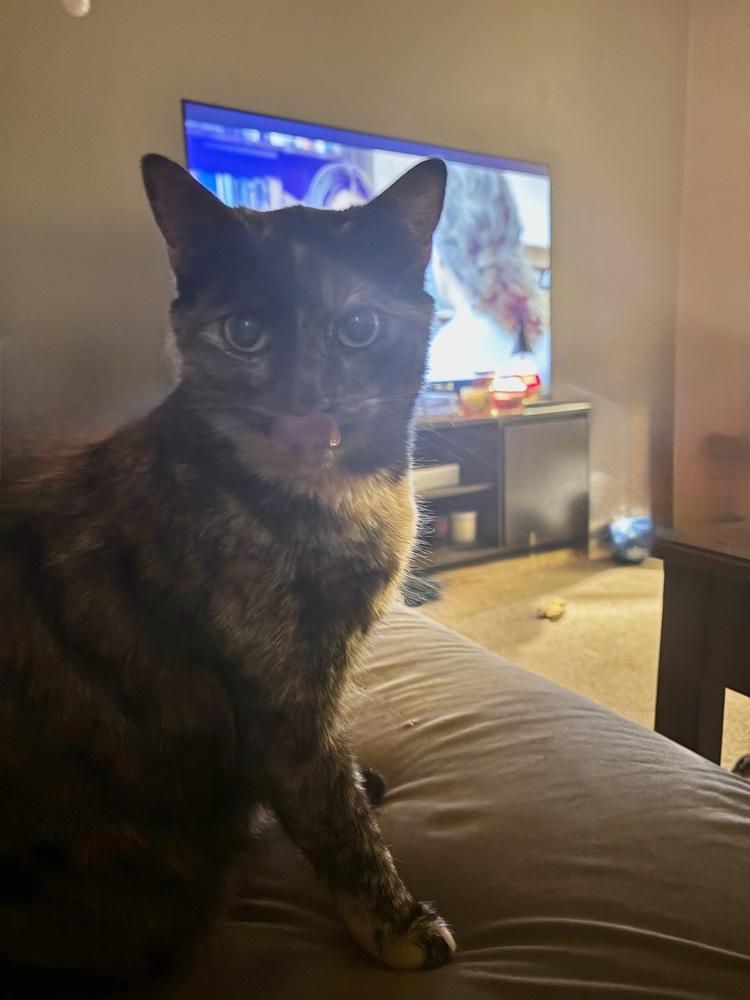 Mango, Adoptable, Young Female Domestic Short Hair.