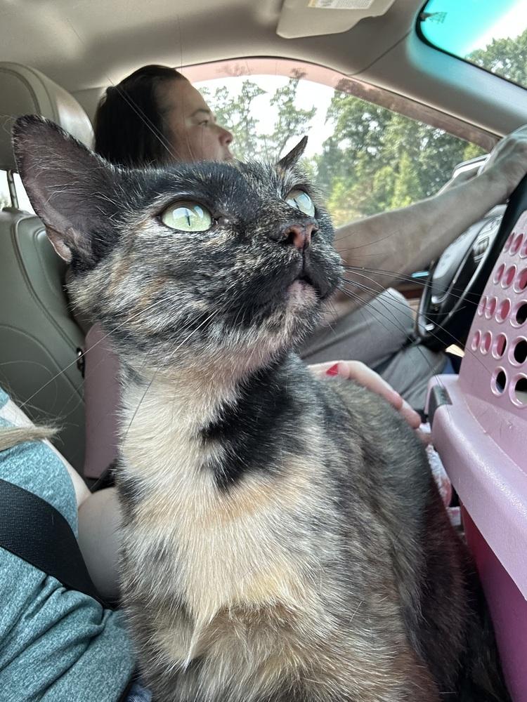 Enlarge Mango, a Adoptable Domestic Short Hair in Plymouth, MI image 2/3