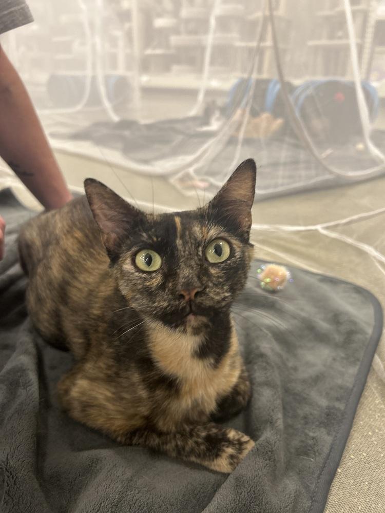 Enlarge Mango, a Adoptable Domestic Short Hair in Plymouth, MI image 3/3