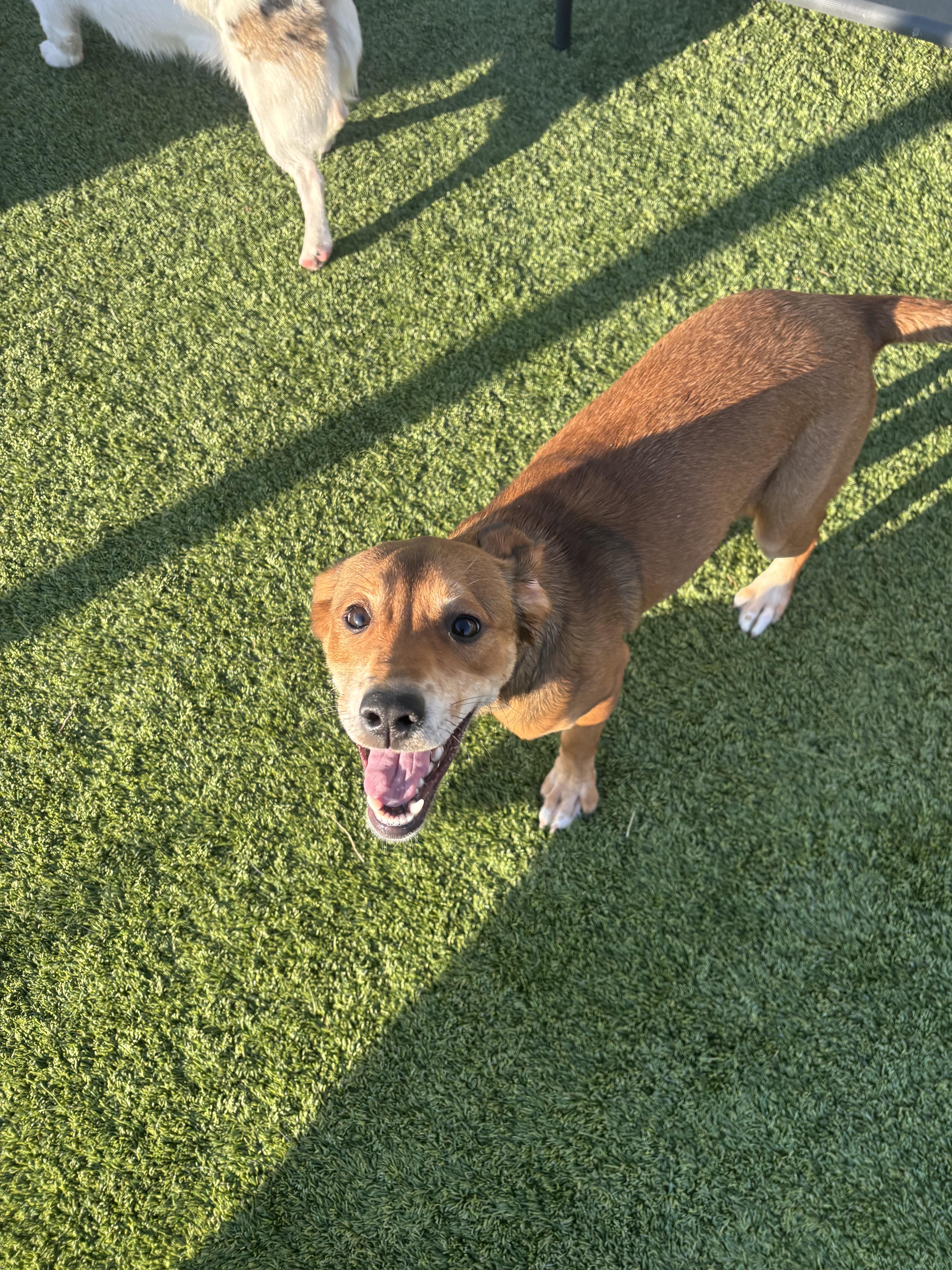 Enlarge Ladybug , a ADOPTABLE Mixed Breed in Liberty, MO image 5/6