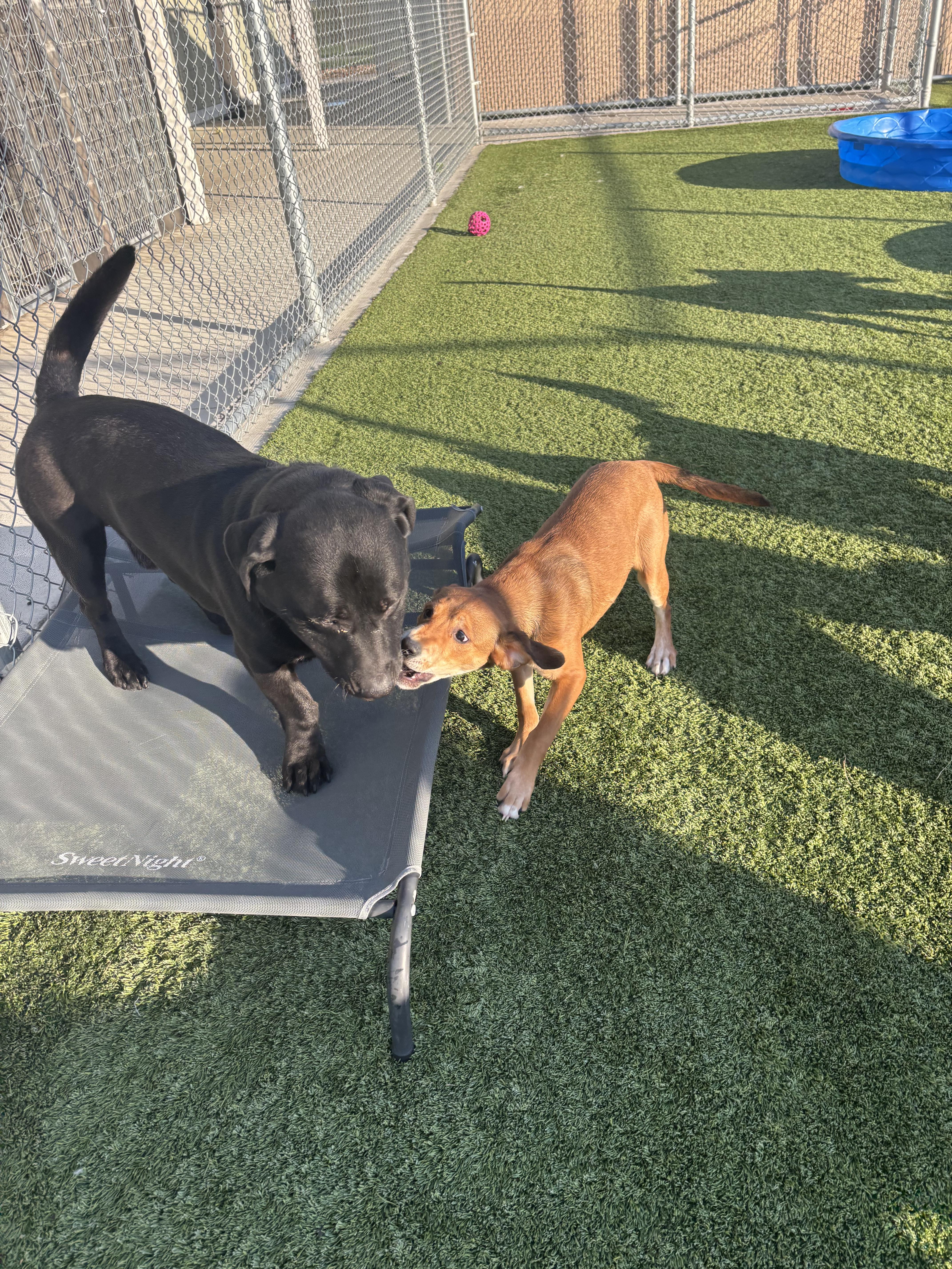 Enlarge Ladybug , a ADOPTABLE Mixed Breed in Liberty, MO image 6/6
