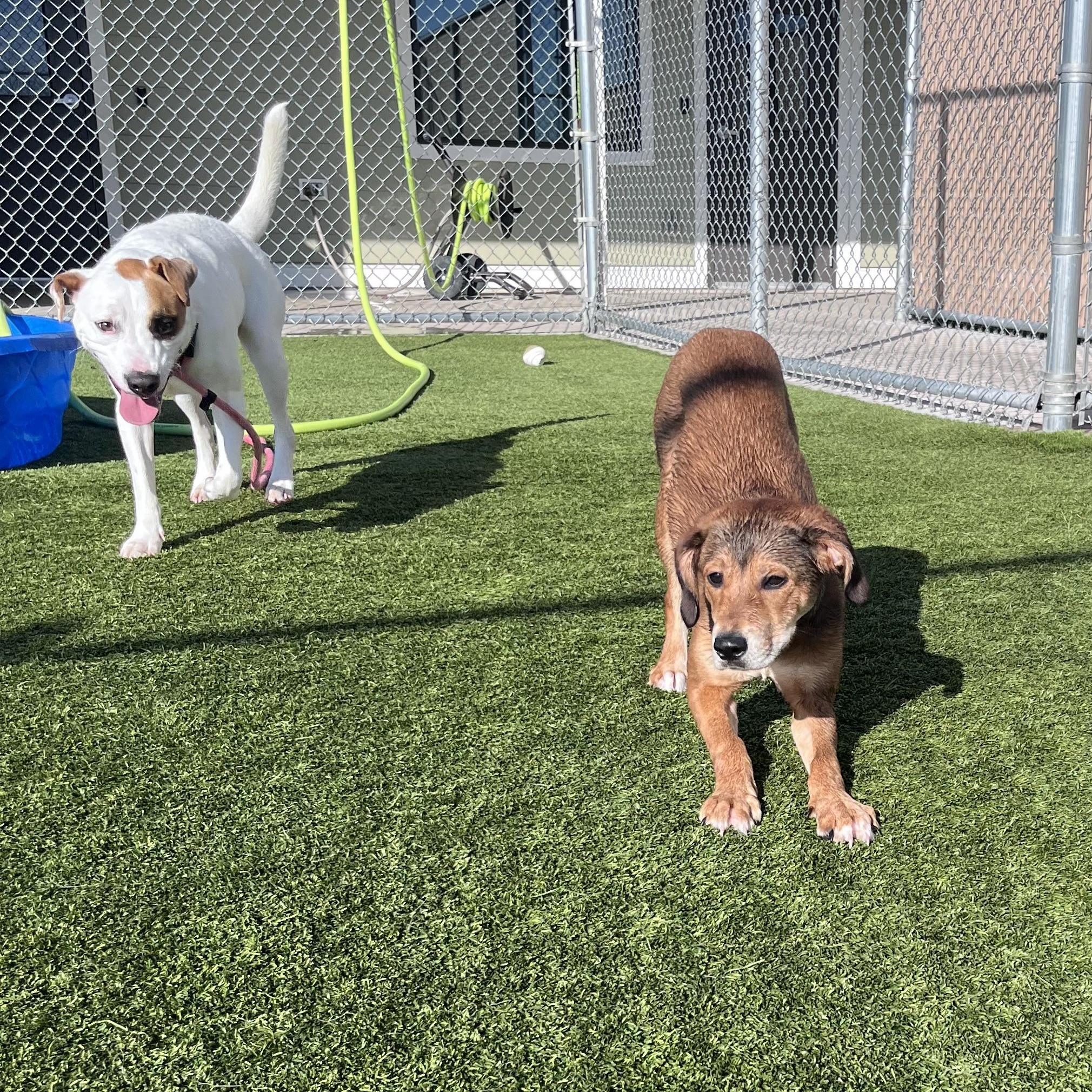 Enlarge Ladybug , a ADOPTABLE Mixed Breed in Liberty, MO image 4/6