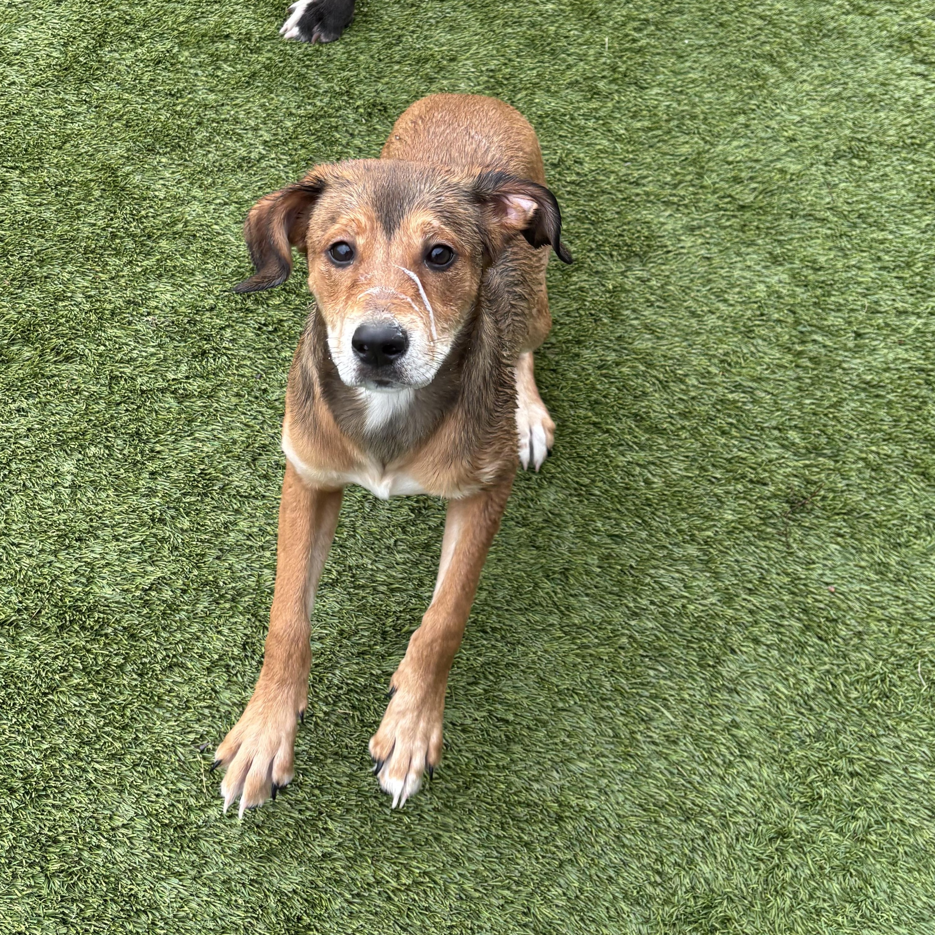 Enlarge Ladybug , a ADOPTABLE Mixed Breed in Liberty, MO image 2/6