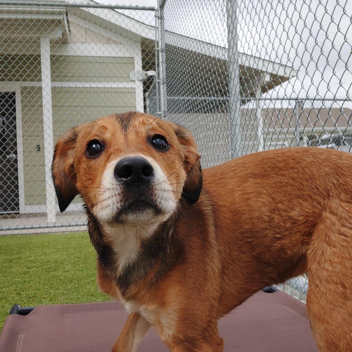 Enlarge Ladybug , a ADOPTABLE Mixed Breed in Liberty, MO image 1/6