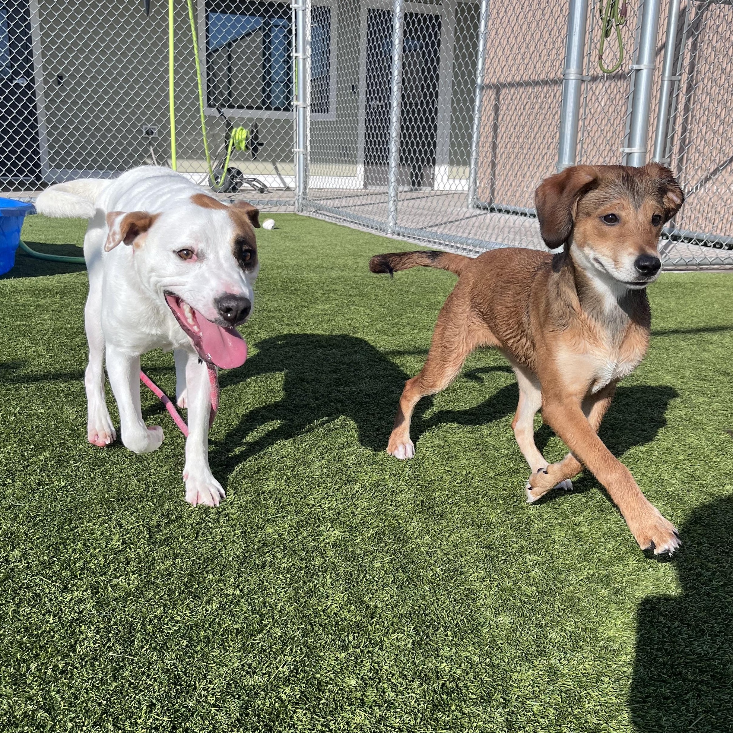 Enlarge Ladybug , a ADOPTABLE Mixed Breed in Liberty, MO image 3/6