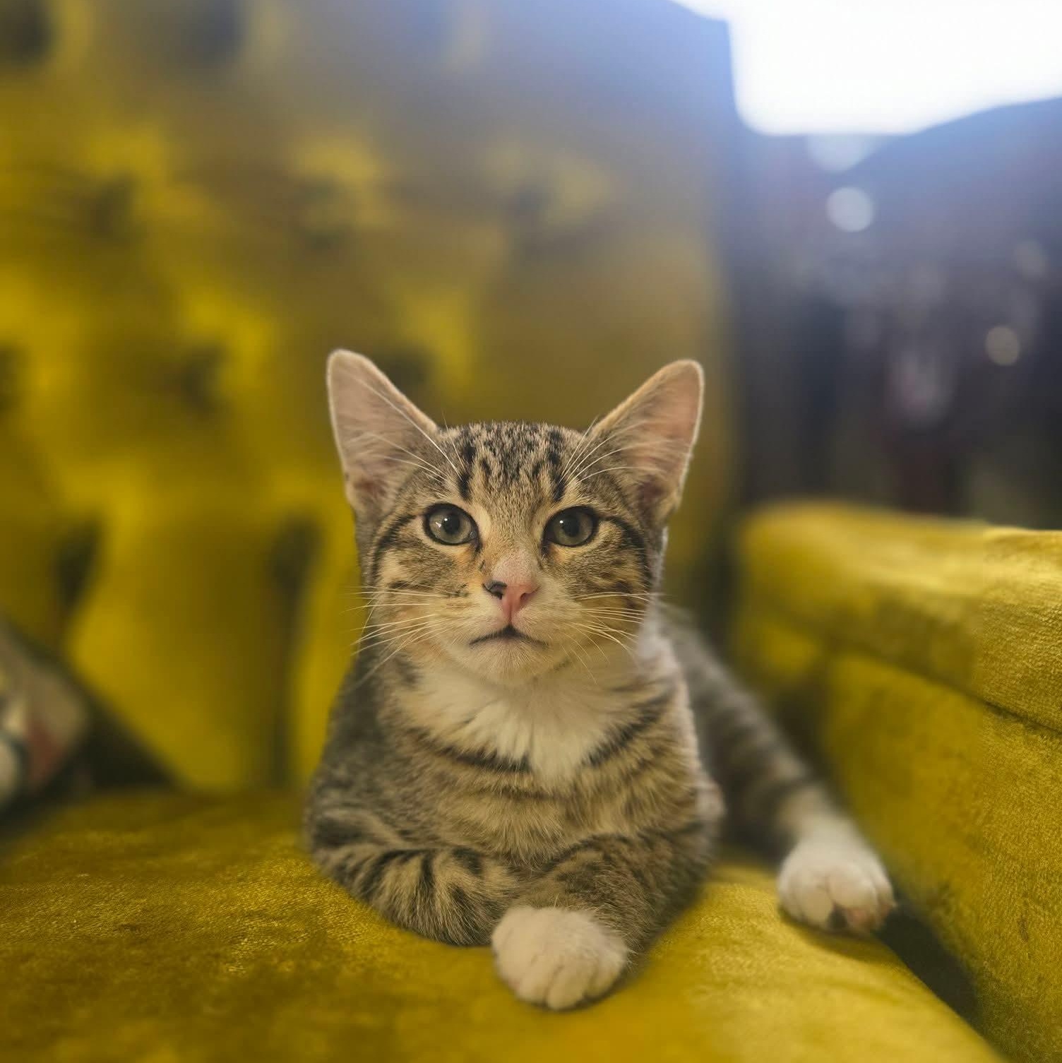 Enlarge Minnow, an adopted Domestic Short Hair in East Peoria, IL image 4/4