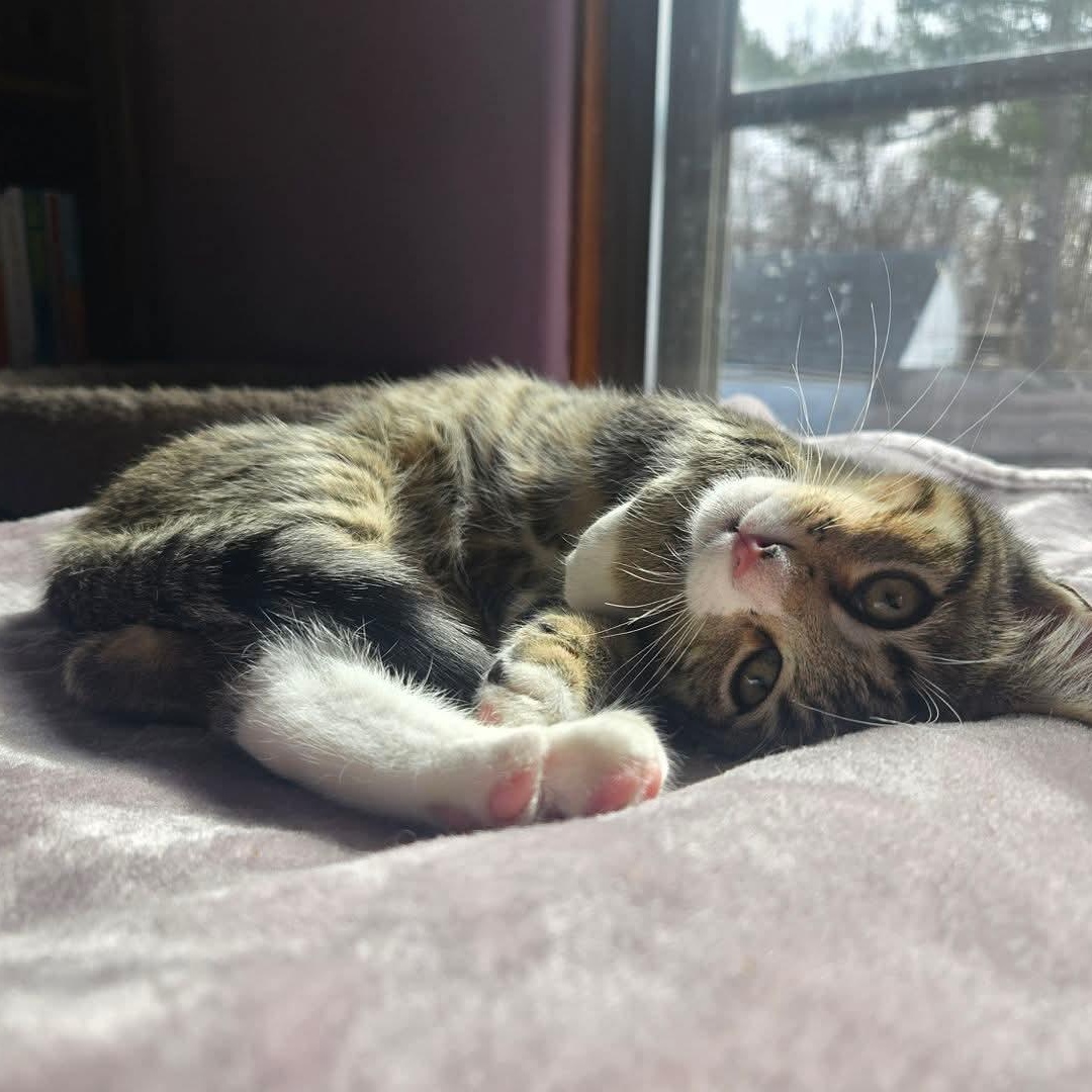 Enlarge Minnow, an adopted Domestic Short Hair in East Peoria, IL image 2/4