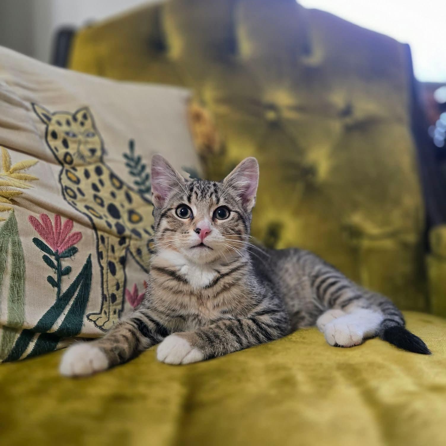 Enlarge Minnow, an adopted Domestic Short Hair in East Peoria, IL image 3/4