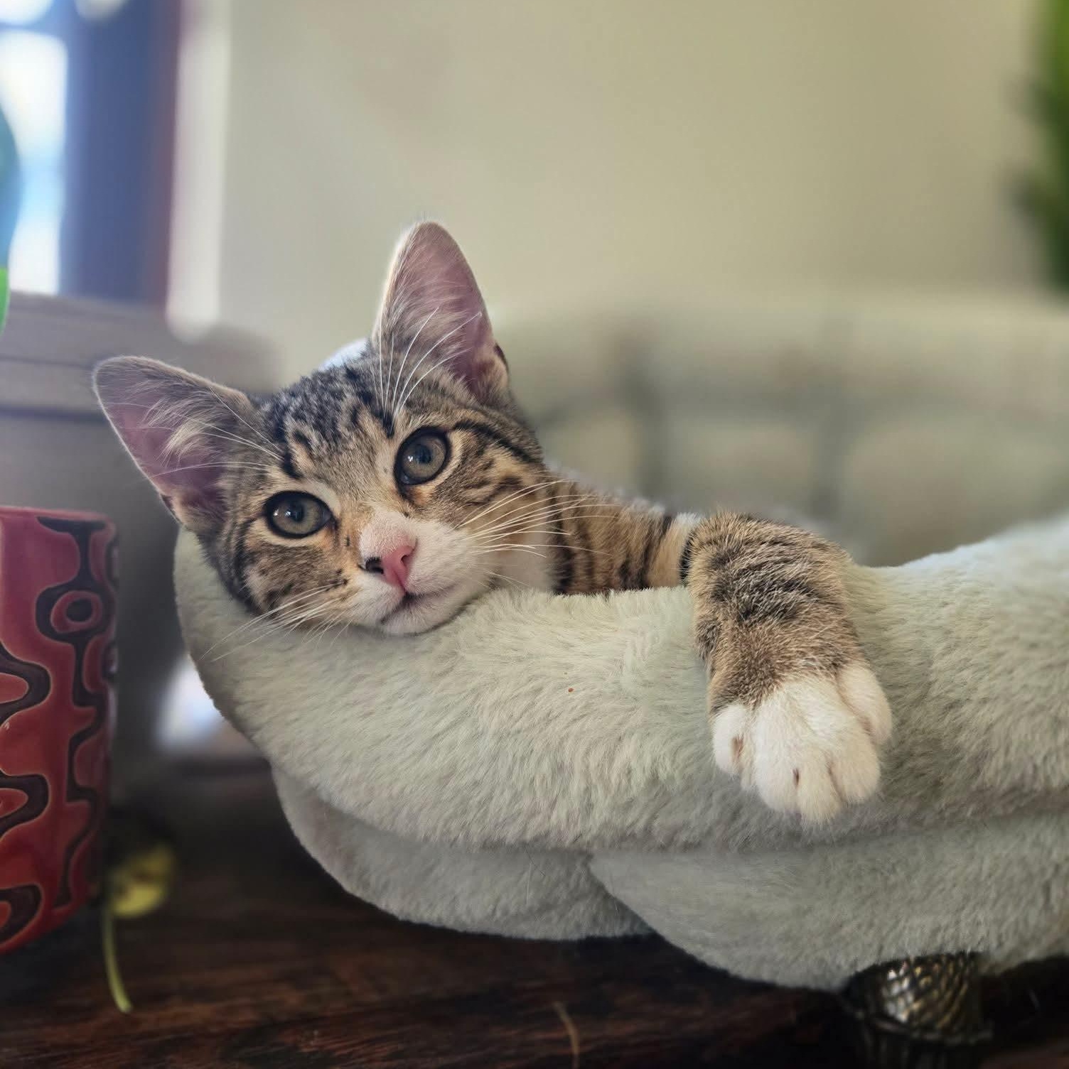 Enlarge Minnow, an adopted Domestic Short Hair in East Peoria, IL image 1/4