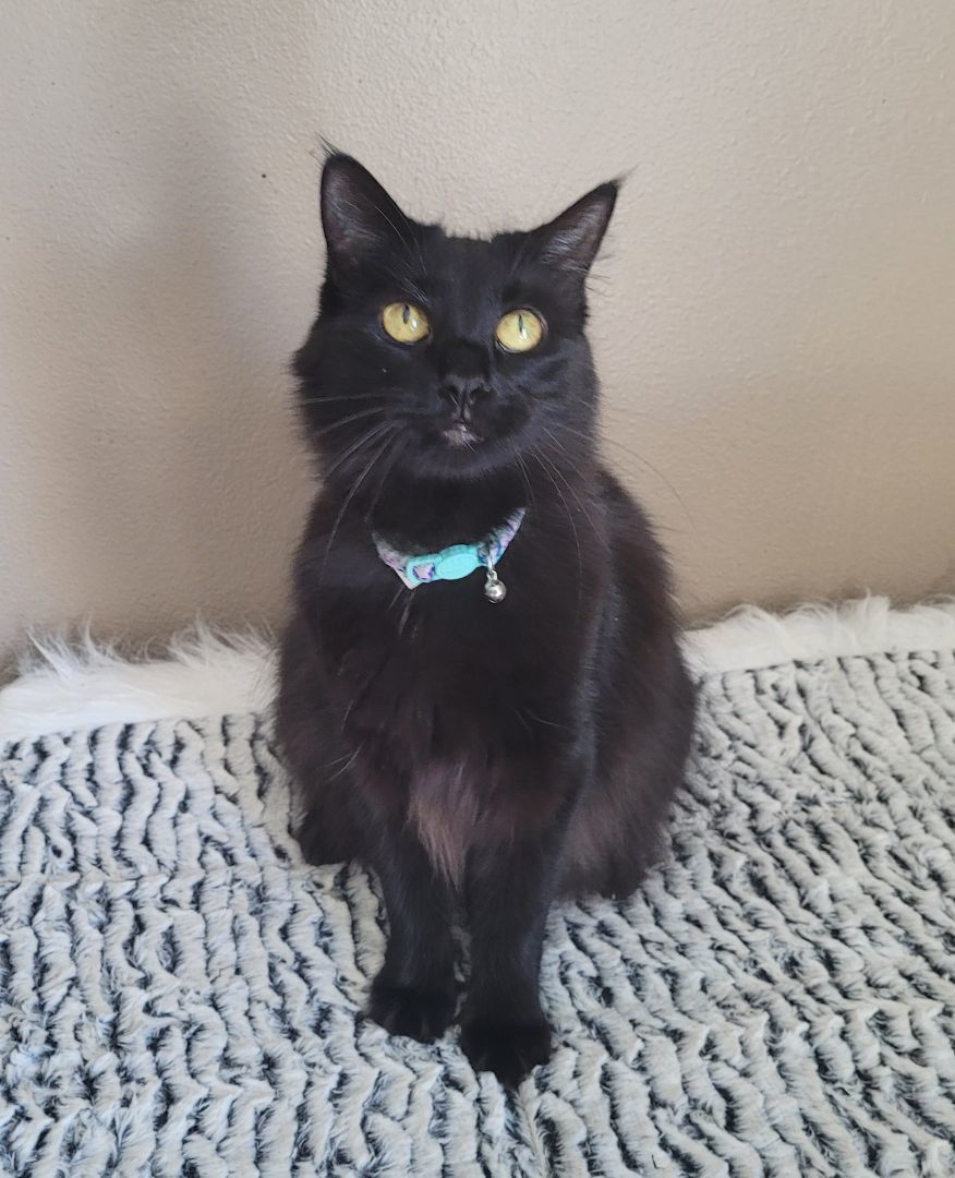 Mia, Adopted, Adult Female Domestic Long Hair.